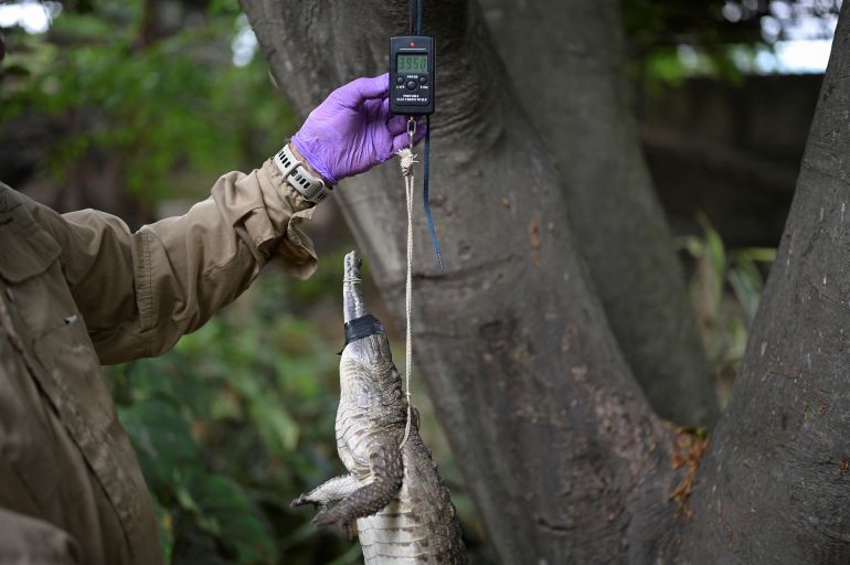 An Orinoco crocodile hatchling raised in captivity is weighed prior to its release