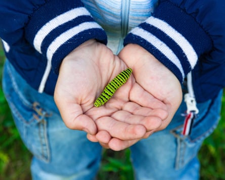 a child’s hands hold a bright green and black striped caterpillar