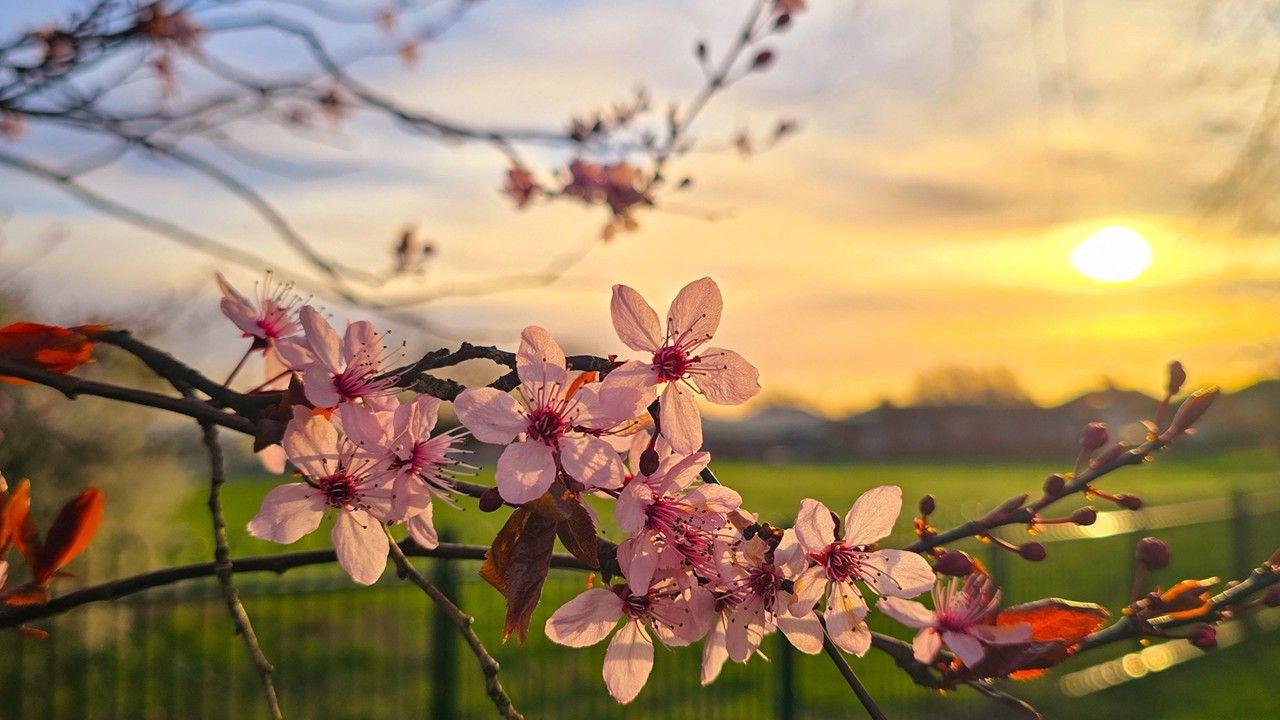close up of pale pink looking flowers on thin branches of a tree, with a blurred black fence, green field and houses in background amidst a bright sun illuminating the sky